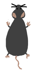 Rat